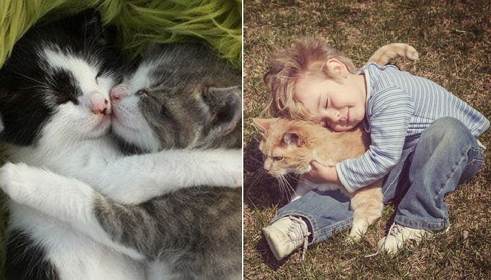 “오늘은 집사들이 냥이를 뜨겁게 안아주는 ‘캣 허그 데이’입니다”