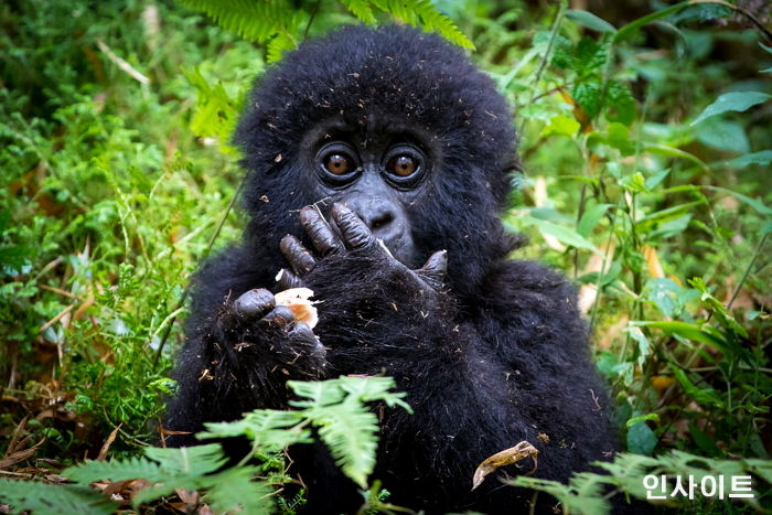 심각한 멸종위기 종 ‘마운틴고릴라’ 개체 수 150% 증가했다