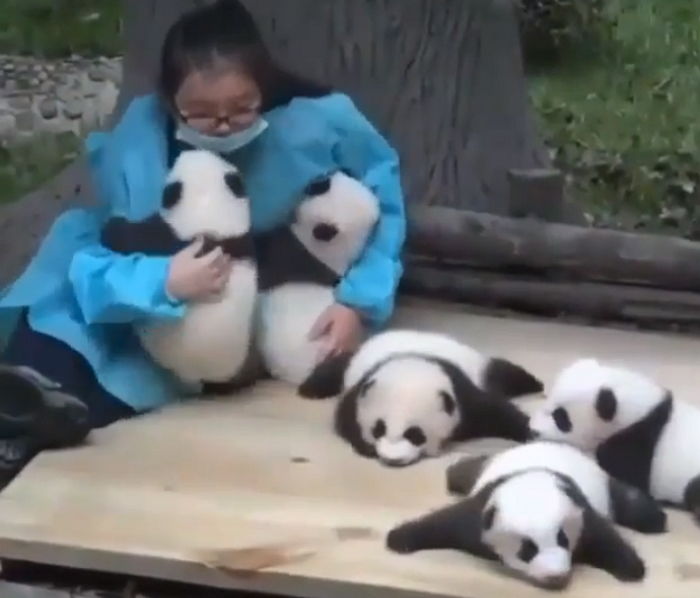 계속 꼬물거리는 아기 판다들 돌보느라 진땀빼는 사육사 엄마