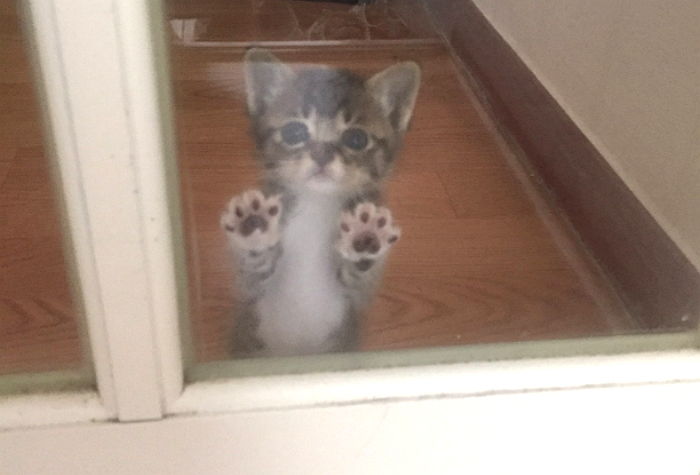 출근하는 집사 보내기 싫어 창문에 찰싹 달라붙은 아기냥