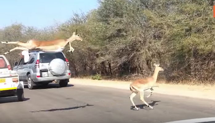 배고픈 치타가 쫓아오자 관광객 ‘차량 창문’으로 쏙 들어간 ‘임팔라’