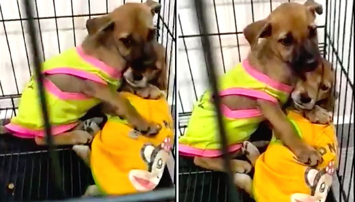 동생이랑 ‘헤어질까’ 두려워 품에 꼭 안고 떨어질 줄 모르는 ‘형아’ 강아지