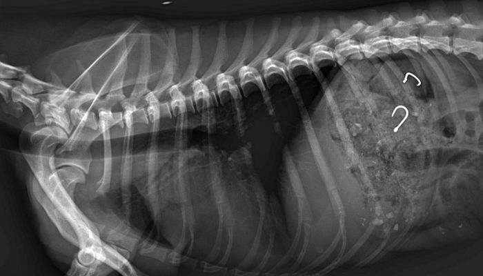 소시지 먹고 배탈 난 강아지 ‘엑스레이’ 촬영한 수의사는 충격에 빠졌다