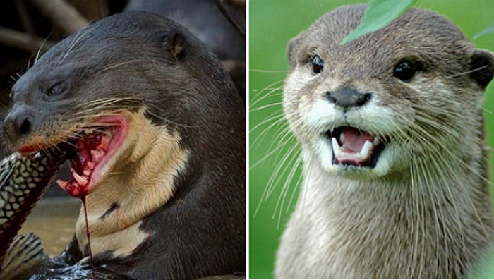 “넌 누구니?” 살 떨리는 비주얼 차이로 종족 논란(?) 일으킨 ‘국내vs해외’ 동물들