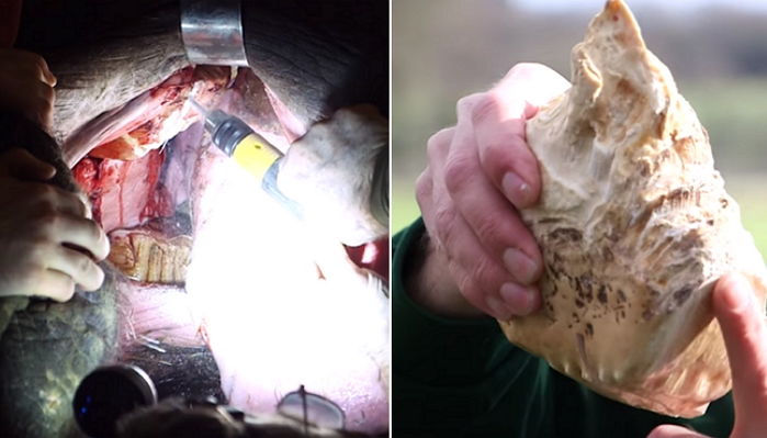 코끼리 입속에 있는 대형 충치를 톱으로 잘라 쑥 빼내는 과정