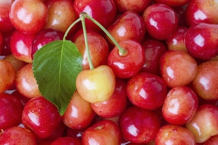 제철 맞은 상큼 ‘체리’ 마음껏 따먹을 수 있는 체리농장