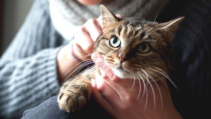 고양이가 집사를 발로 ‘톡톡’ 치는 행동은 “안기고 싶다”는 신호다