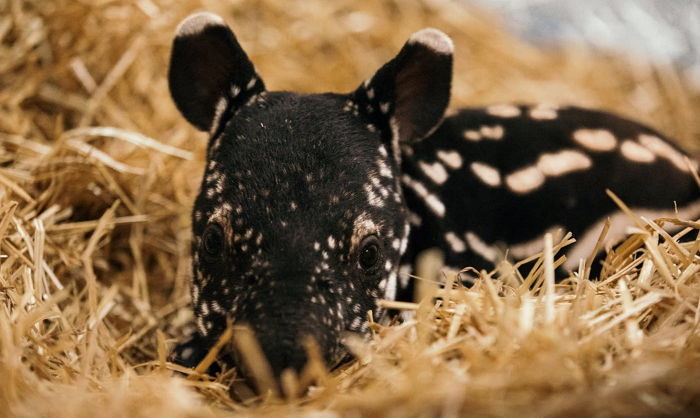 생후 3개월 지나면 얼룩무늬 사라지는 신비한 동물 ‘말레이언 테이퍼’