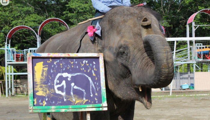뛰어난 그림 실력으로 동물원 인기 스타 된 ‘천재 화가’ 코끼리