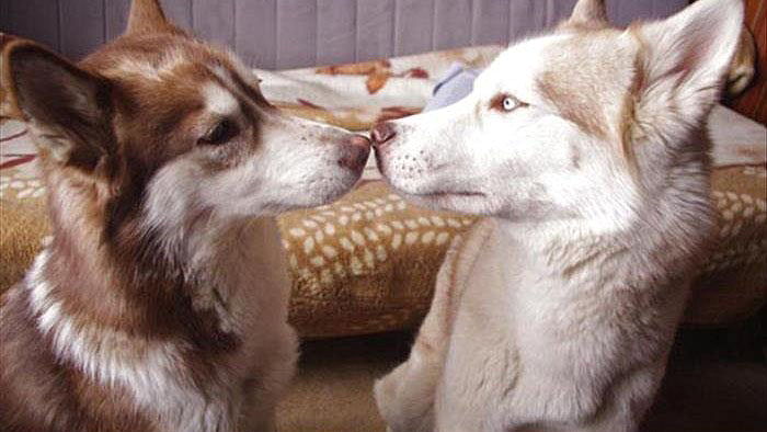 ‘첫 키스’ 하는 방법 몰랐던 남친 때문에 ‘동공지진’ 온 여친 강아지