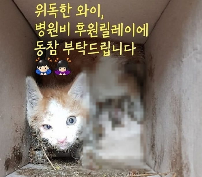 쥐 잡아 죽이는 ‘끈끈이’ 온몸에 달라붙어 보호소 온 길냥이