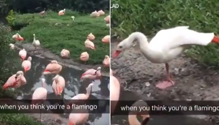 ‘플라밍고’인 척하려 슬며시 다리 한쪽 들고 연기한 ‘오리’