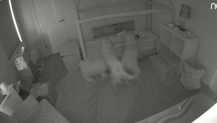 한밤중 같이 놀자며 곤히 자던 소녀를 깨웠던 귀여운 ‘범인’의 정체