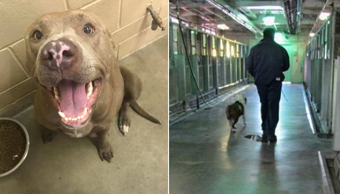 강아지 너무 많다며 새끼 출산한 엄마 핏불 ‘안락사’시켜버린 동물 보호소