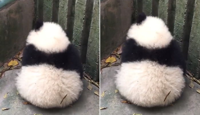 사육사가 안 놀아주자 삐져서 구석에 등 돌리고 앉은 ‘아기 판다’