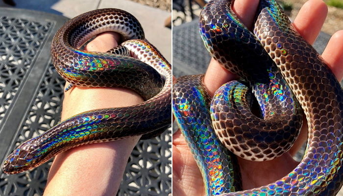 햇빛 비추면 숨겨왔던 반짝반짝 ‘무지갯빛’ 뽐내는 희귀 뱀