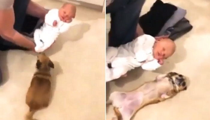 처음 본 ‘아기’가 너무 귀여워 똑같이 배 뒤집으며 따라한 댕댕이
