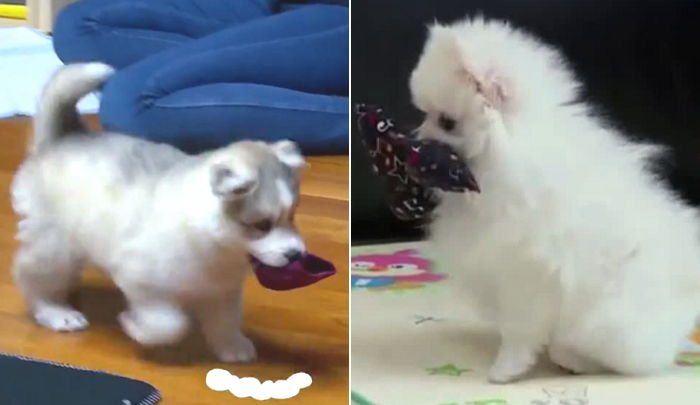 우리집 댕댕이가 자기 전 꼭 ‘장난감’ 물어왔던 ‘쏘스윗’한 이유