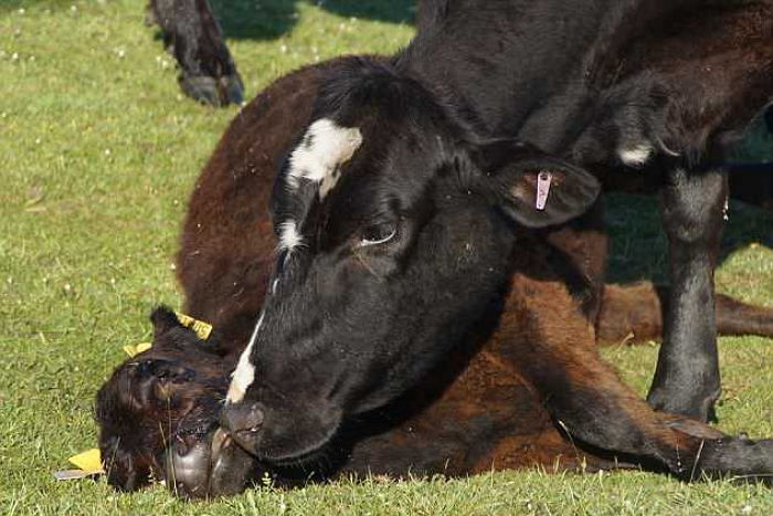 ‘교통사고’로 숨진 아기 살리려 끝까지 얼굴 핥으며 애쓰는 ‘엄마 소’