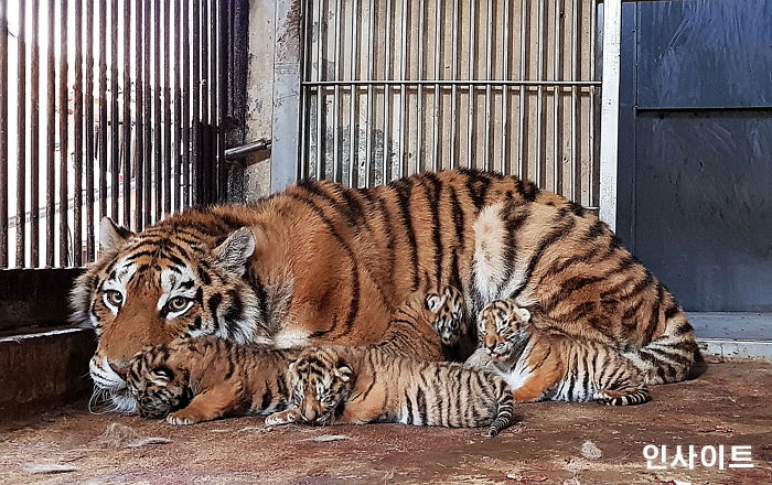 한반도 순수 혈통 ‘백두산 아기 호랑이’ 4마리가 동시에 태어났다