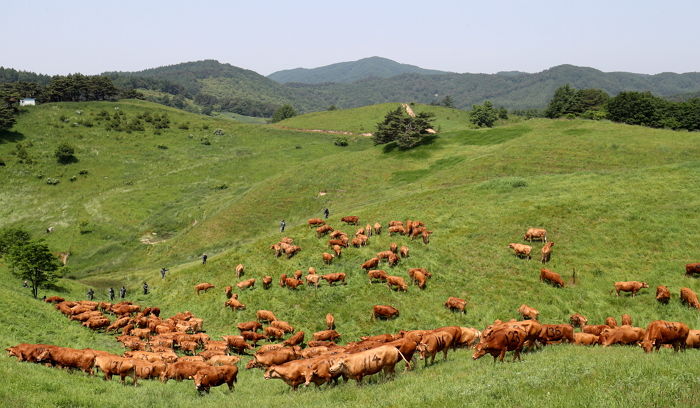 갑갑한 축사에 ‘갇혔다가’ 초원으로 방목되자 신나서 달리는 한우들