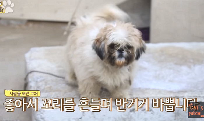 폐가에 방치돼 있다 사람 나타나자 너무 좋아 펄쩍펄쩍 뛰는 강아지