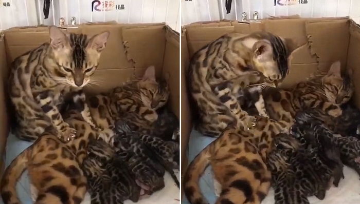 육아에 지친 아내 위해 ‘꾹꾹이 마사지’ 해주는 ‘쏘스윗’ 남편 고양이