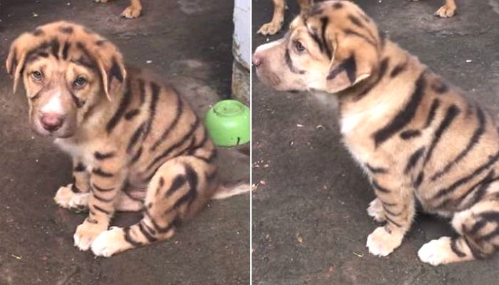 호랑이 무늬로 ‘강제 염색’ 당해 사람들 구경거리 된 강아지