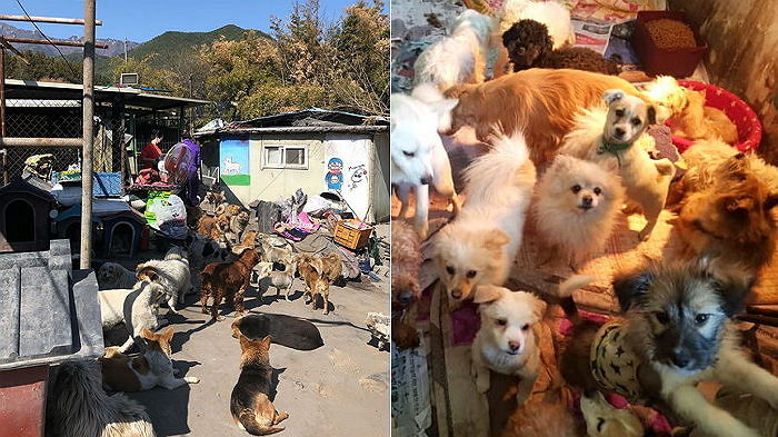 ‘한나네 보호소’ 폐쇄 안한다…청원으로 300마리 유기견 구했다