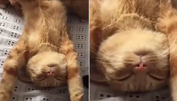 밥 달라 보채는 ‘새끼 6마리’ 젖 물리다 힘들어 ‘정신’ 놓아버린 엄마 고양이