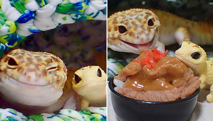 자기랑 똑닮은 ‘인형 친구’ 선물 받고 ‘깜찍 윙크’ 날리는 귀요미 도마뱀