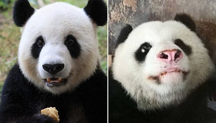 사육사에게 매일 학대 당한 판다의 검은 콧망울은 ‘핑크색’으로 변해버렸다