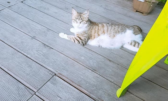 ‘로드킬’당한 길냥이 대신 ‘새끼 4마리’의 집사가 돼준 천사 누리꾼