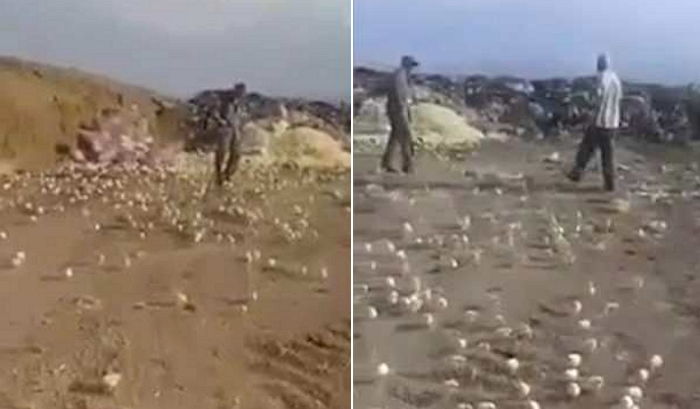 상한 줄 알았던 ‘달걀’ 수백 개를 쓰레기장에 버리자 놀라운 일이 벌어졌다