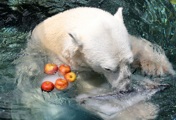잠수하며 더위 달래는 ‘국내 유일’ 북극곰 ‘통키’