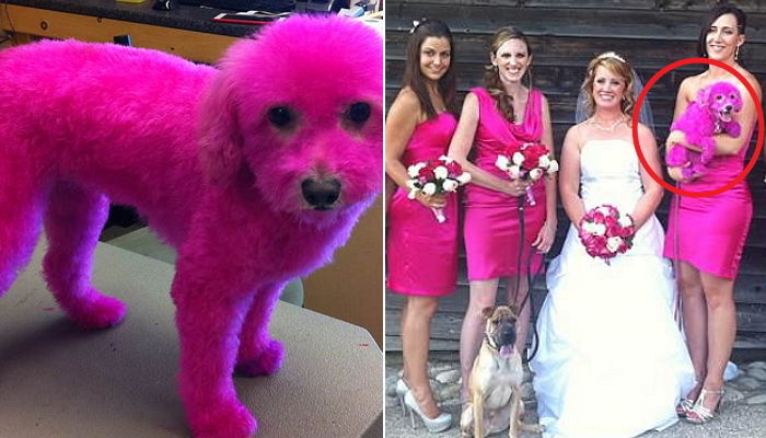 드레스와 ‘깔맞춤’ 하려고 강아지에 핑크색 염색약 콸콸 쏟아부은 여성