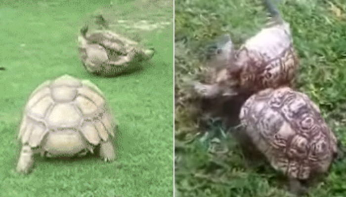 뒤집어져 아등바등하는 친구에게 다가가 목숨(?) 구해준 거북이