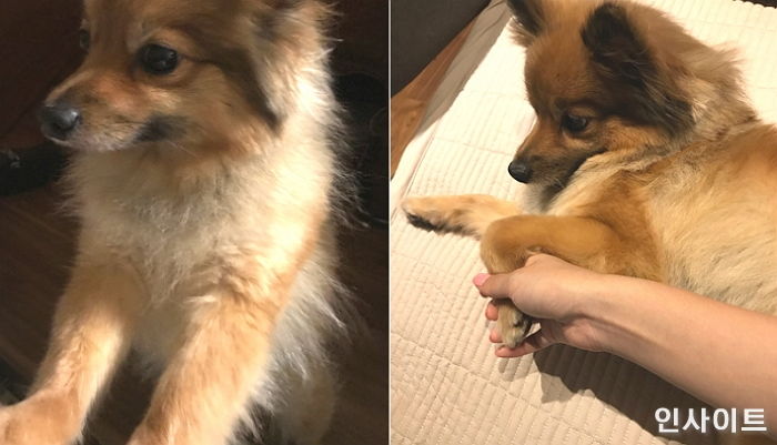 우리 집 강아지 피로 싹 풀어줄 수 있는 ‘마사지’ 방법 6가지