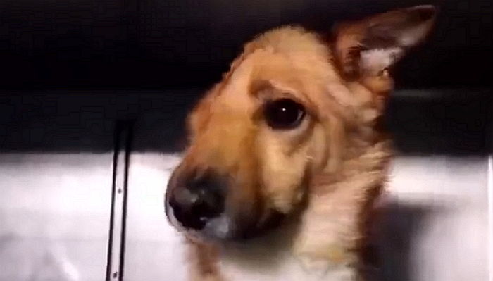 ‘얼굴 절반’ 잃으면서도 끝까지 인신매매범에게서 아이들 지켜낸 ‘영웅’ 강아지