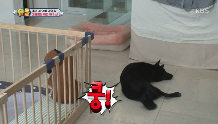 주운이가 ‘꽈당’해 엉엉 울자 쏜살같이 달려와 지켜주는 댕댕이들