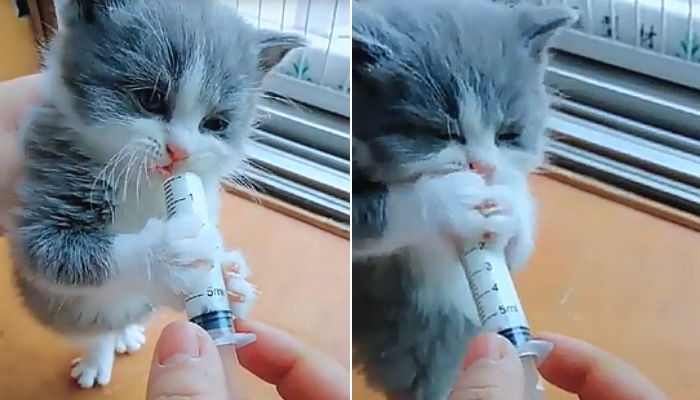 처음 맛본 ‘우유’ 너무 맛있어 솜방망이로 주사기 꼭 붙잡은 고양이