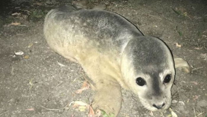 엄마 잃어버린 후 먹이 찾아 육지까지 ‘64km’ 혼자 걸어온 ‘아기 물개’