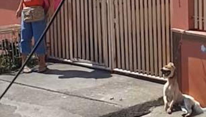 ‘폭염’에 짧은 쇠사슬로 묶여 헥헥대던 강아지에게 ‘물’ 뿌려준 여성