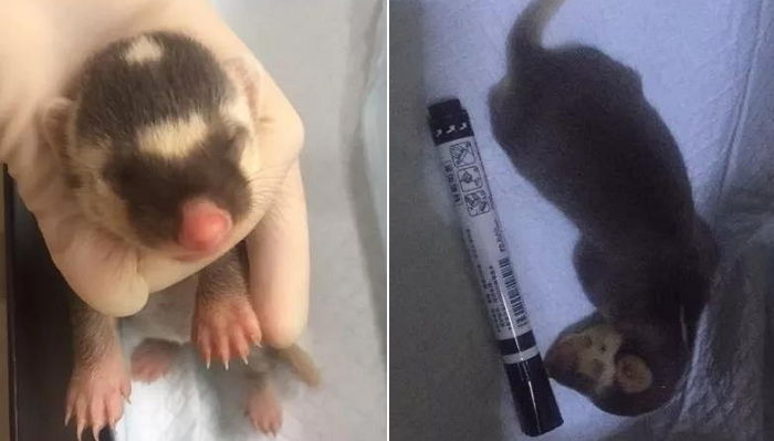 “길에서 데려온 꼬물이가 국보급 ‘멸종위기종’이었습니다”