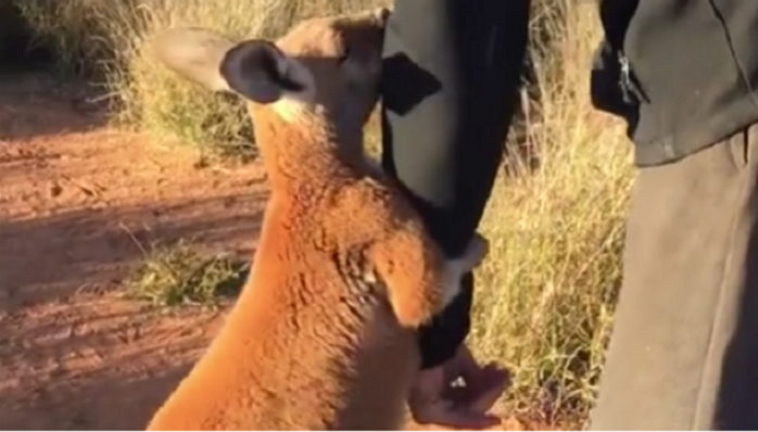 “날 두고 가지 마요” 자기 두고 떠나는 아빠 팔에 매달리는 아기 캥거루