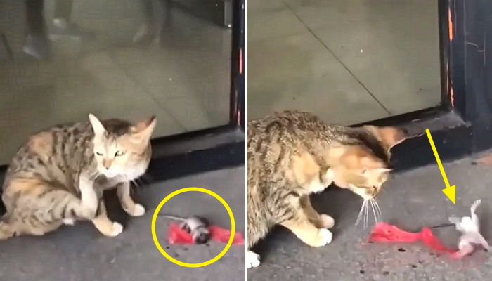 “데구루루” 고양이가 한눈 판 사이 ‘꼼지락’대며 도망가는 생쥐