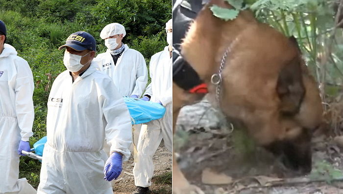 경찰 900명도 못 찾은 강진 실종 여고생 시신 단번에 찾아낸 체취견