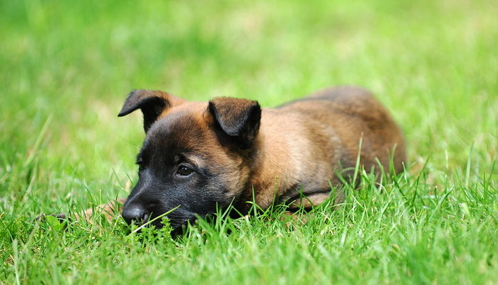 여름철 우리집 댕댕이가 ‘열사병’에 걸렸는지 알아보는 꿀팁