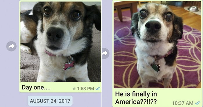 반려견 그리워하는 ‘유학생 아들’ 위해 매일 ‘사진’ 찍어 보내준 엄마