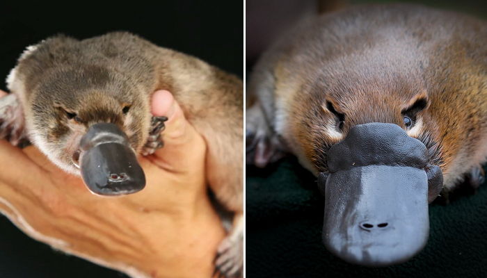 ‘고라파덕’ 닮은 귀여운 비주얼로 치명적인 ‘맹독’ 내뿜는 동물